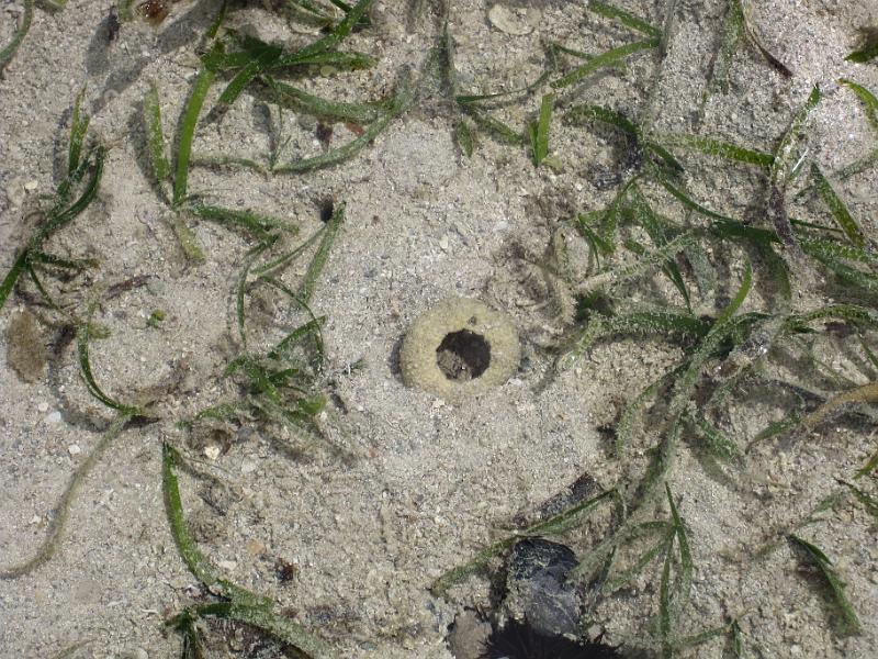 Sea at low tide.JPG